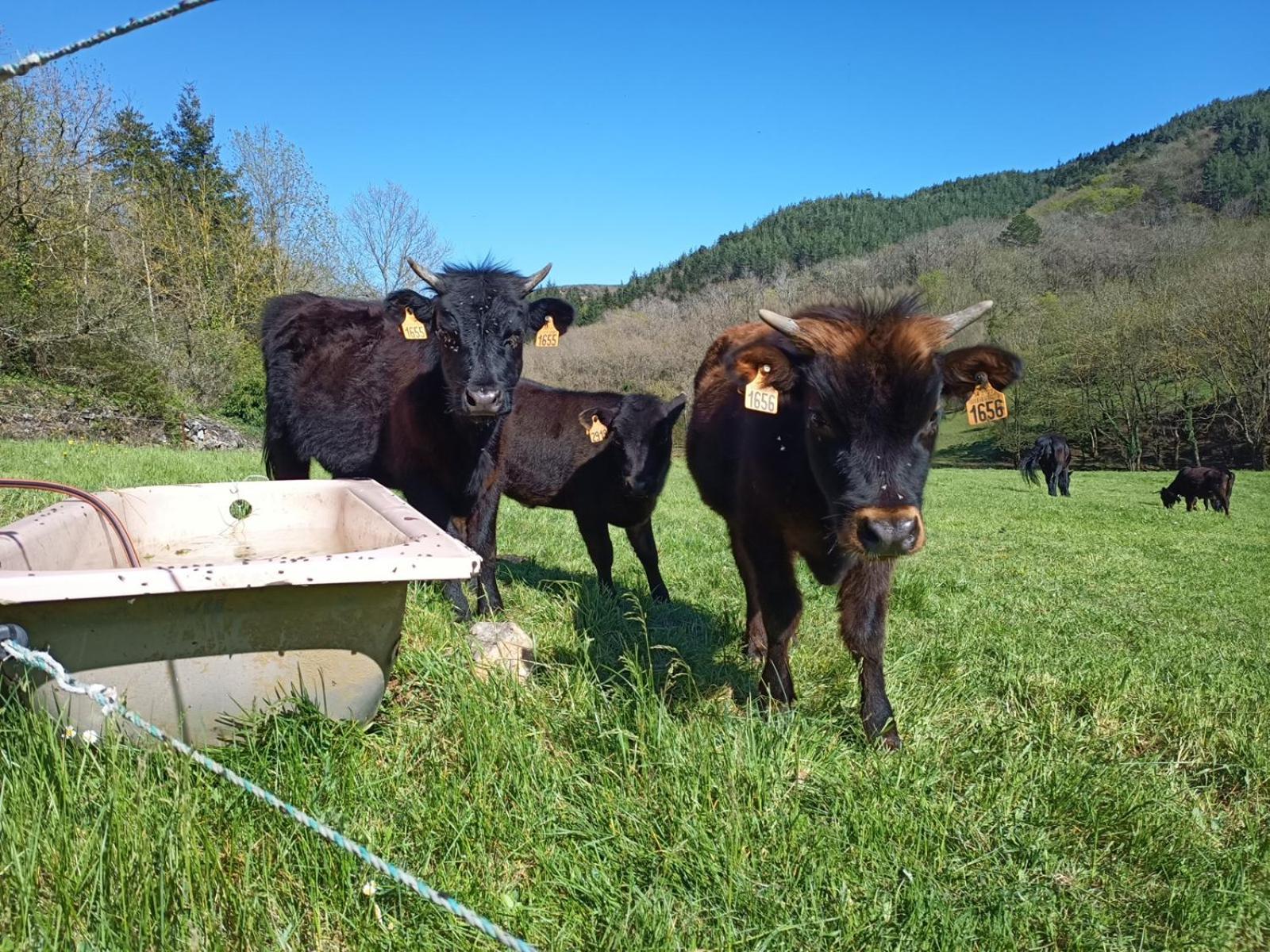 Ferme Les Therondels Saint-Pons-de-Thomieres Екстериор снимка
