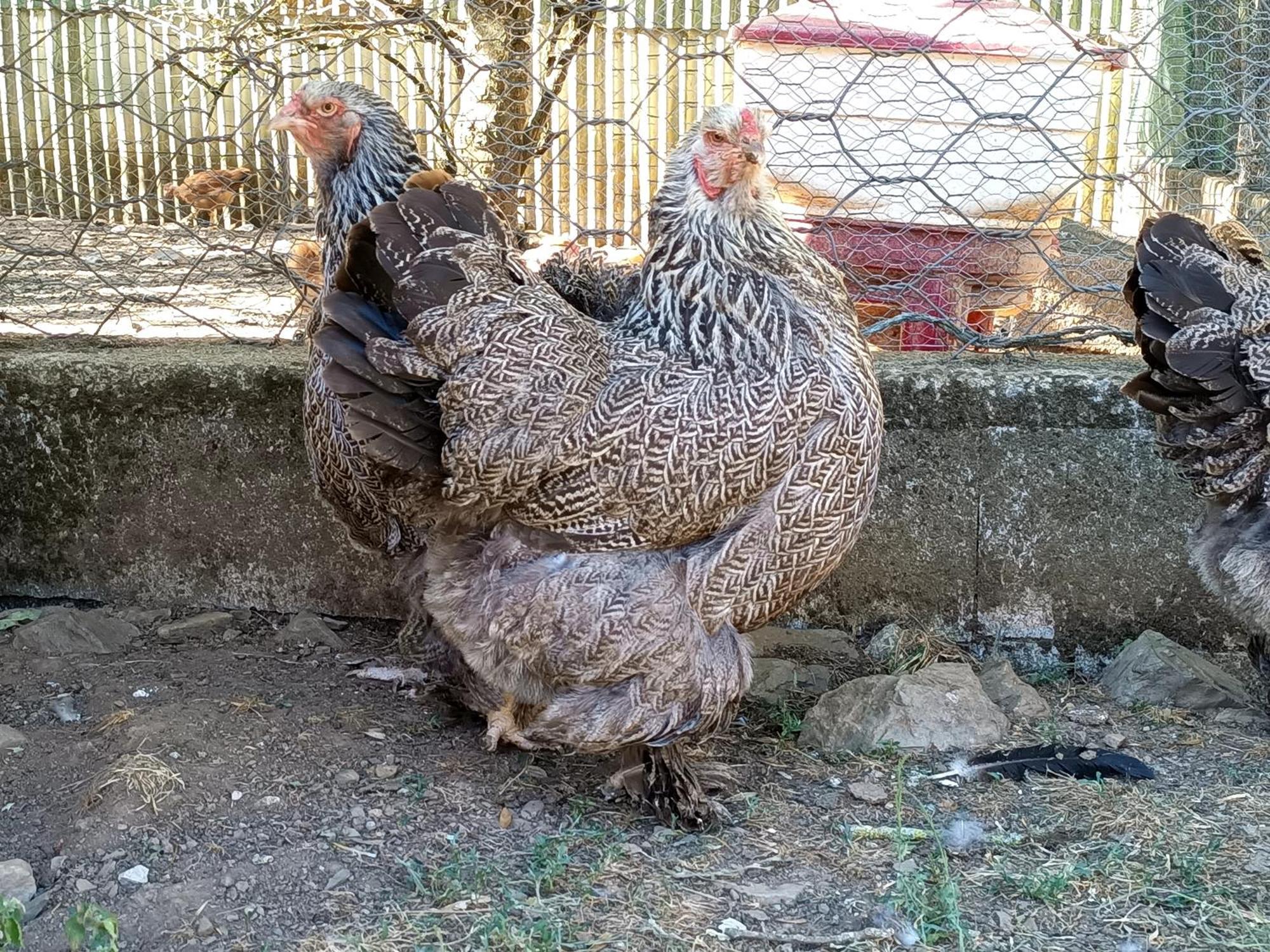 Ferme Les Therondels Saint-Pons-de-Thomieres Екстериор снимка